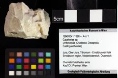 Foto (Objket + Etiketten) von Galatheites sp. 